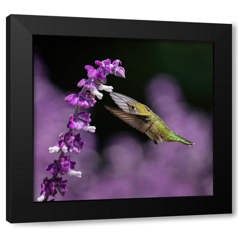 Morning Greeting Black Modern Wood Framed Art Print with Double Matting by Huang, Xiaojian