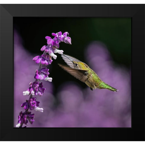 Morning Greeting Black Modern Wood Framed Art Print by Huang, Xiaojian