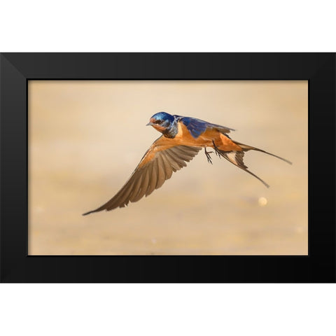Barn Swallow Black Modern Wood Framed Art Print by Elkahlawi, Ahmed
