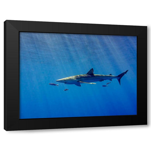 Under A Ray Of Sunlight Black Modern Wood Framed Art Print with Double Matting by Abreu, Fernando