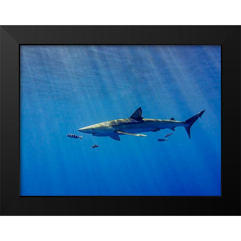 Under A Ray Of Sunlight Black Modern Wood Framed Art Print by Abreu, Fernando