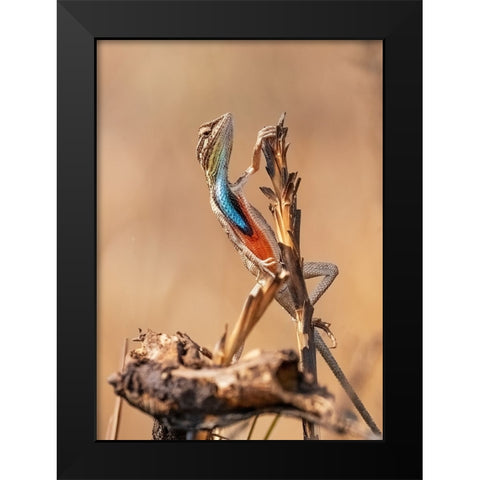 Fan-Throated Lizard In Concert! Black Modern Wood Framed Art Print by Dhanorkar, Saurabh