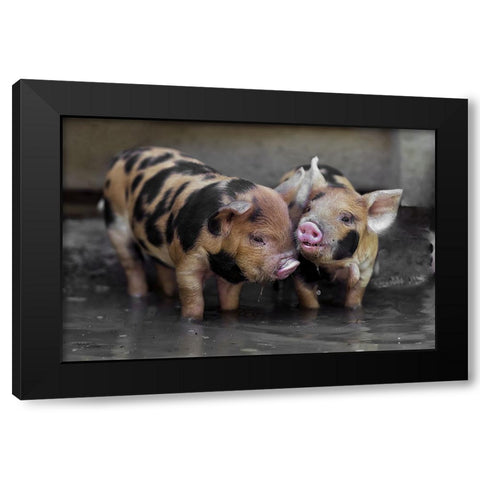 Dirty Gossip In The Pool Black Modern Wood Framed Art Print with Double Matting by Van Den, Gert