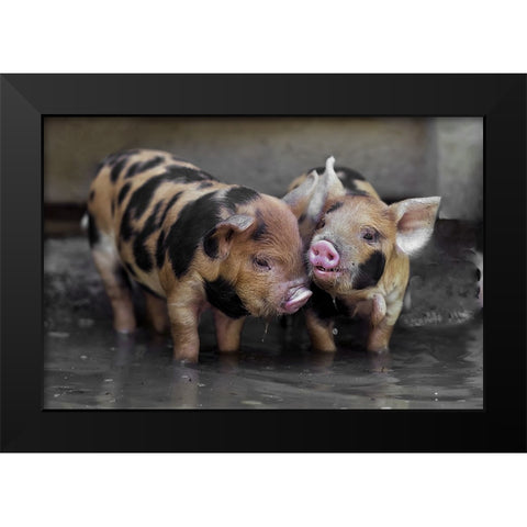 Dirty Gossip In The Pool Black Modern Wood Framed Art Print by Van Den, Gert