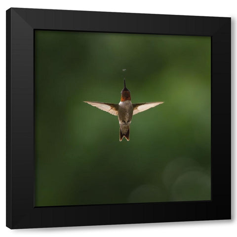 In The Little World Black Modern Wood Framed Art Print with Double Matting by Zhu, Eugene
