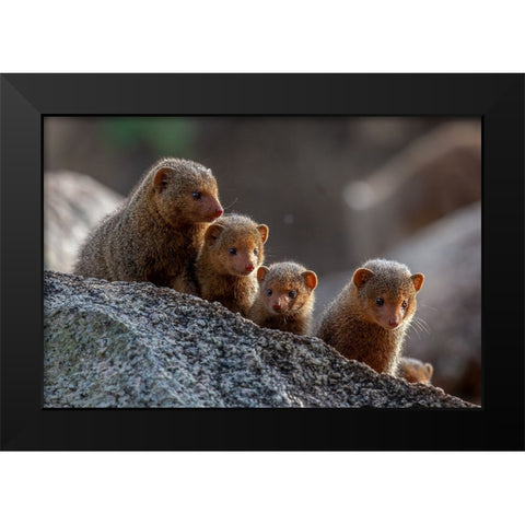 Dwarf Mongooses Black Modern Wood Framed Art Print by Catta, Alessandro