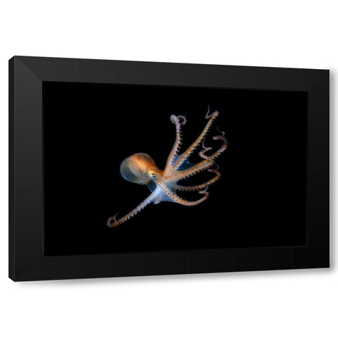 Juvenile North Pacific Giant Octopus Black Modern Wood Framed Art Print with Double Matting by Ichinoseki, Sayaka