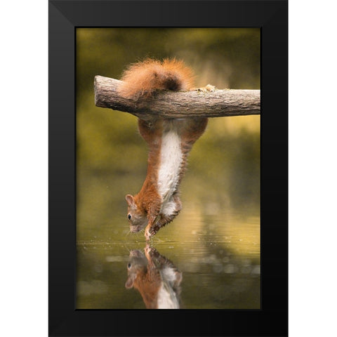 Hanging Squirrel Black Modern Wood Framed Art Print by Colemont, Niki