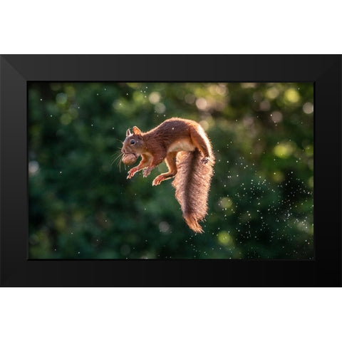 Lavitating Squirrel Black Modern Wood Framed Art Print by Colemont, Niki