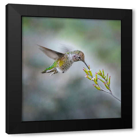 Small Hummingbird And Tiny Flower Black Modern Wood Framed Art Print by Huang, Xiaojian