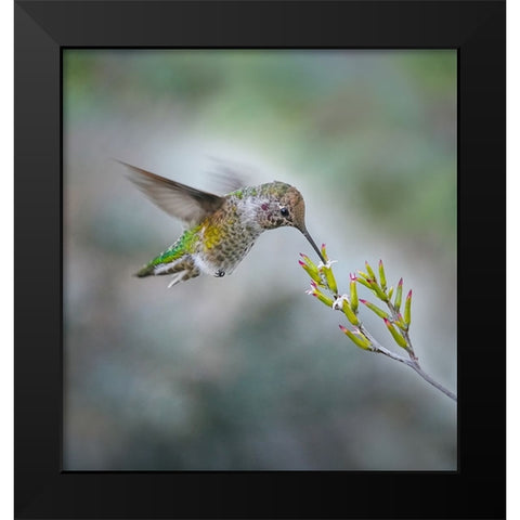Small Hummingbird And Tiny Flower Black Modern Wood Framed Art Print by Huang, Xiaojian