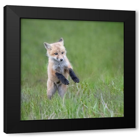 Baby Fox Black Modern Wood Framed Art Print by Ji, Shirley