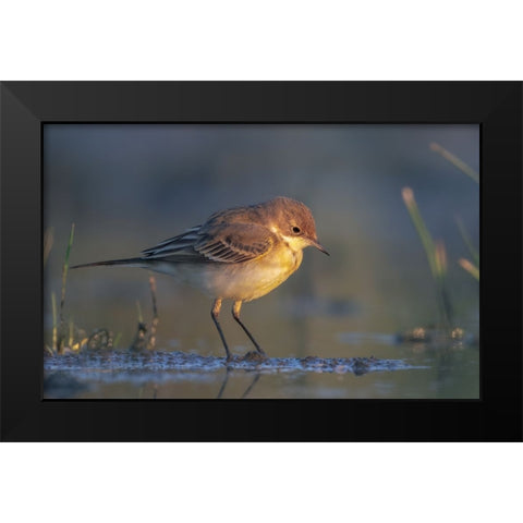 The First Ray Black Modern Wood Framed Art Print by Gentili, Marco