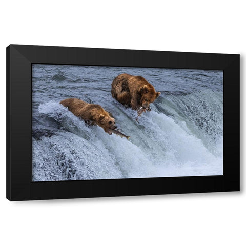 Who Will SurvIVe-Salmon Running Into BearS Mouth Black Modern Wood Framed Art Print by Pingwei Pan, Joy