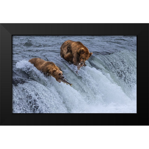 Who Will SurvIVe-Salmon Running Into BearS Mouth Black Modern Wood Framed Art Print by Pingwei Pan, Joy