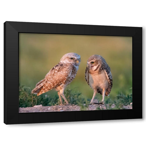 DaddyS Boy Black Modern Wood Framed Art Print with Double Matting by Chen, Ming