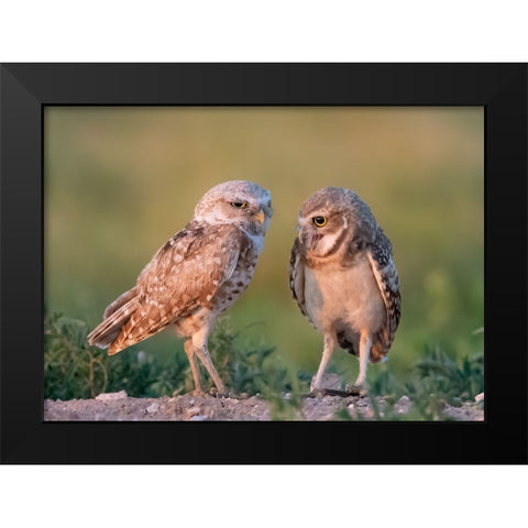 DaddyS Boy Black Modern Wood Framed Art Print by Chen, Ming