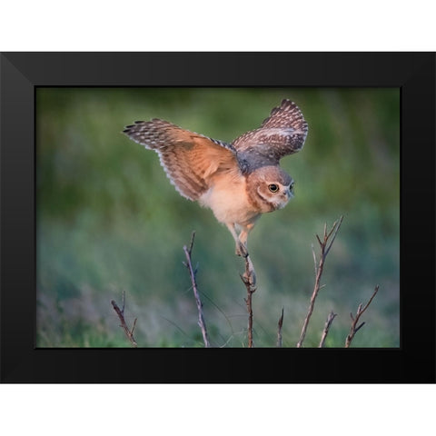 Ready To Hunt Black Modern Wood Framed Art Print by Chen, Ming