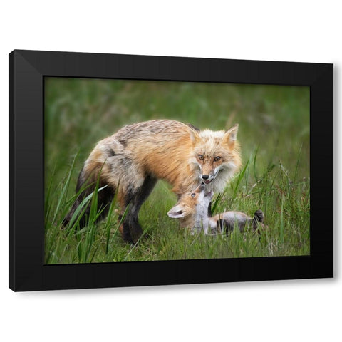 Foxes Black Modern Wood Framed Art Print with Double Matting by Ji, Shirley