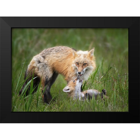 Foxes Black Modern Wood Framed Art Print by Ji, Shirley