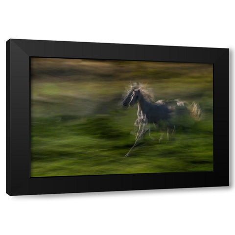 Galloping Black Modern Wood Framed Art Print by Malovrh, Milan