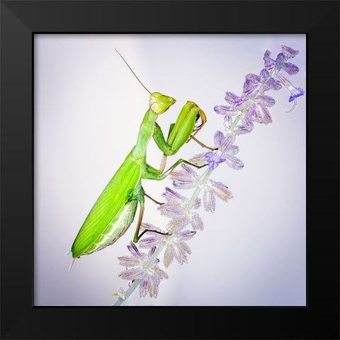 Praying Mantis On Russian Sage Black Modern Wood Framed Art Print by Murphy, Benton