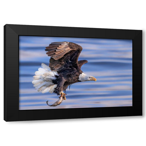 ItS My Dinner Black Modern Wood Framed Art Print with Double Matting by Zuo, Jun