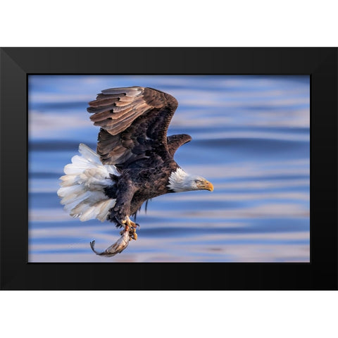 ItS My Dinner Black Modern Wood Framed Art Print by Zuo, Jun