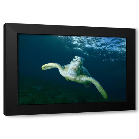 Airplane Black Modern Wood Framed Art Print with Double Matting by Melesan, Serge