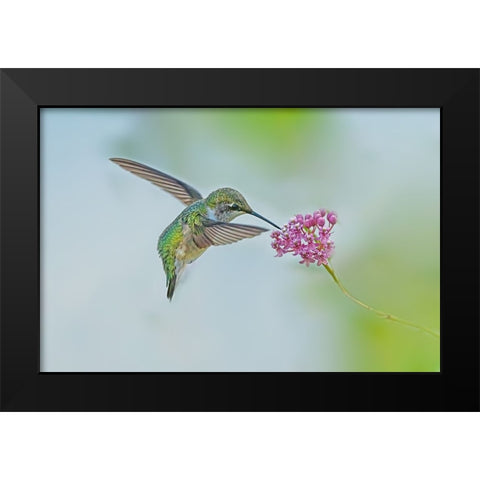 Let Me Eat! Black Modern Wood Framed Art Print by Lu, Ling