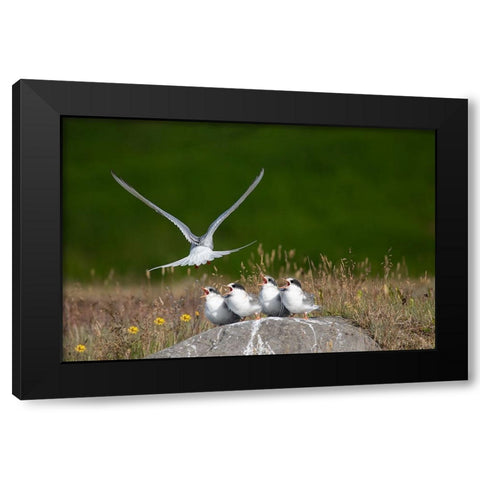 Life Black Modern Wood Framed Art Print with Double Matting by Khrbawe, Ayman