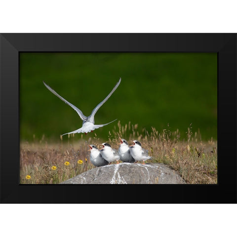 Life Black Modern Wood Framed Art Print by Khrbawe, Ayman