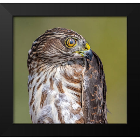 Hawk-Eye Black Modern Wood Framed Art Print by Sharma, Abhinav