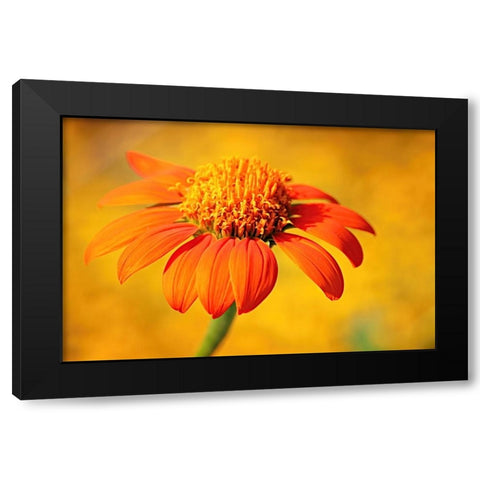 Orange Black Modern Wood Framed Art Print by Bencic, Bojan