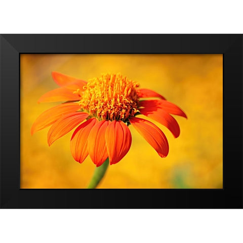 Orange Black Modern Wood Framed Art Print by Bencic, Bojan