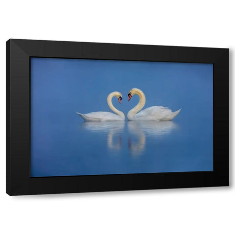 Swans Love Black Modern Wood Framed Art Print by Liu, Wei