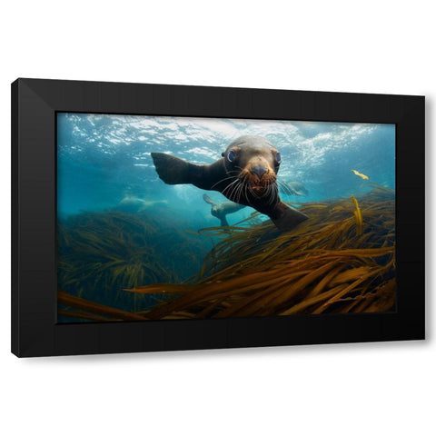 Young Lion Black Modern Wood Framed Art Print by Narchuk, Andrey