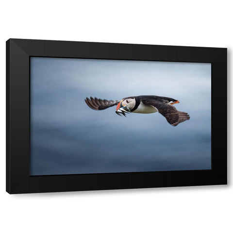 Puffin With Fishes In Its Beak Black Modern Wood Framed Art Print with Double Matting by Renmyr, Magnus