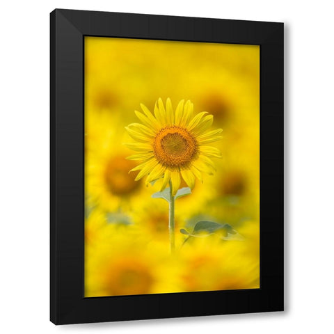 Yellow Sun Black Modern Wood Framed Art Print by Suzuki, Takashi