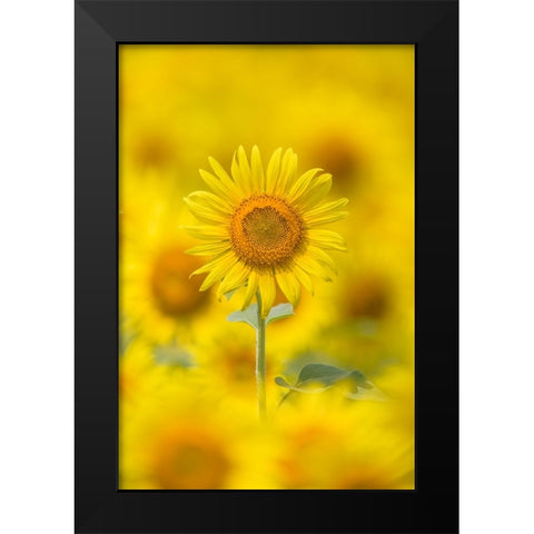 Yellow Sun Black Modern Wood Framed Art Print by Suzuki, Takashi