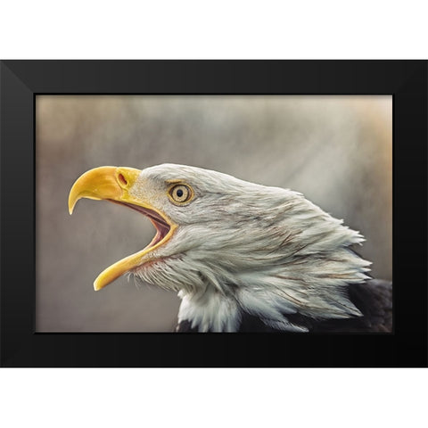 The Bald Eagle (Haliaeetus Leucocephalus) Black Modern Wood Framed Art Print by Svestka, Jiri
