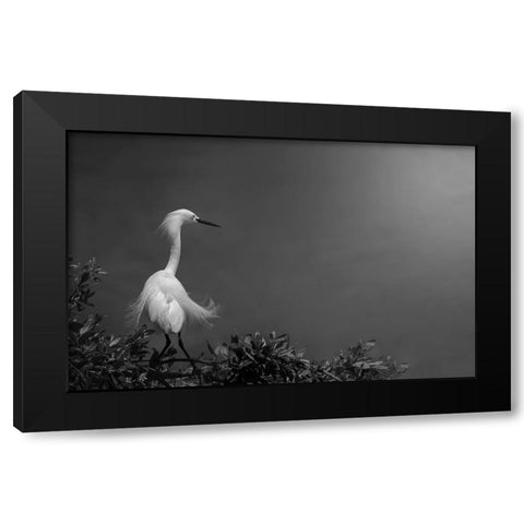 Head-Turner Black Modern Wood Framed Art Print with Double Matting by Pan, Yi