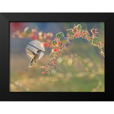 N/A Black Modern Wood Framed Art Print by Li, Alex