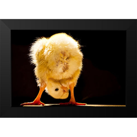 Funny chick Black Modern Wood Framed Art Print by Meligy, Bassant