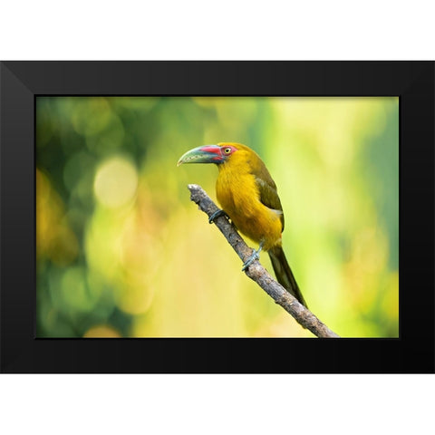 Saffron Toucanet Black Modern Wood Framed Art Print by Zygmunt, Milan