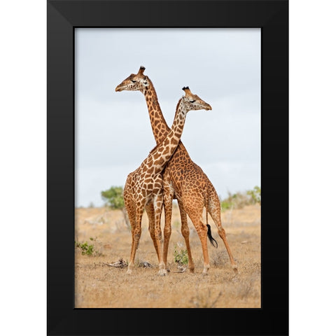 Necks Black Modern Wood Framed Art Print by Pozzi, Marco