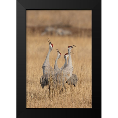 Quartet Black Modern Wood Framed Art Print by Lu, Bill