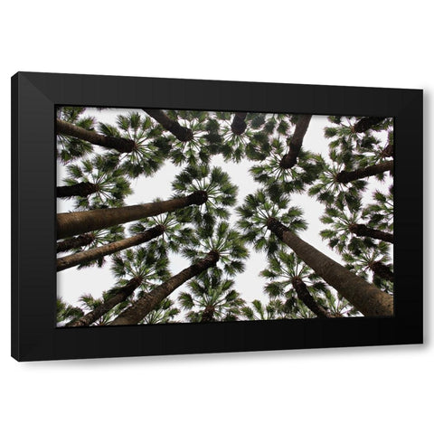 Trees Black Modern Wood Framed Art Print by Dogu Sayli, Umut