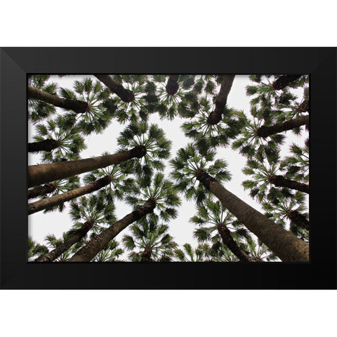 Trees Black Modern Wood Framed Art Print by Dogu Sayli, Umut