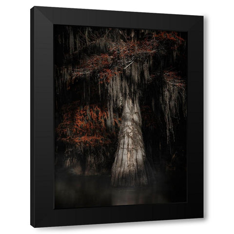Cypress Tree Black Modern Wood Framed Art Print with Double Matting by Lu, Linda